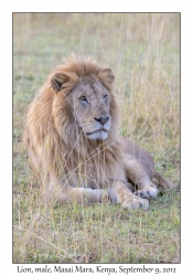 Lion, male