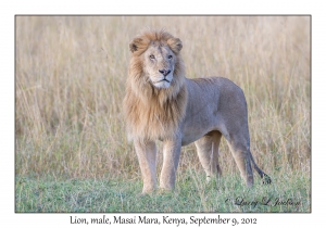 Lion, male