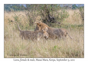 Lions, female & male