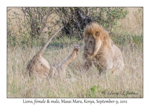 Lions, female & male