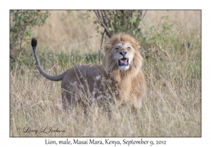 Lion, male