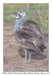 White-bellied Bustards