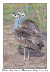 White-bellied Bustards