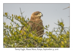 Tawny Eagle