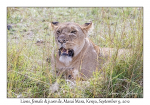 Lions, female & juvenile