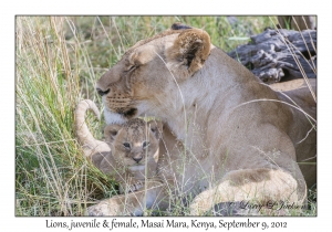 Lions, juveniles & female