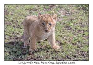 Lion, juvenile