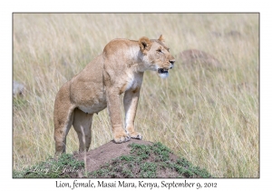 Lion, female