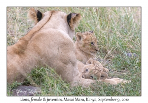 Lions, female & juveniles