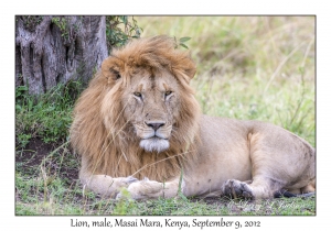 Lion, male