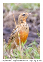 Rosy-breasted Longclaw