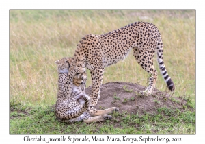 Cheetah, juvenile & female