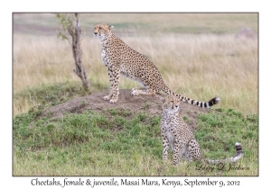 Cheetah, female & juvenile