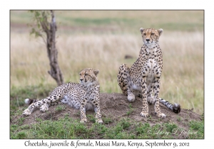 Cheetah, juvenile & female