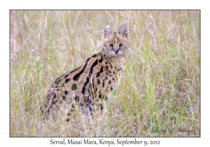 Serval