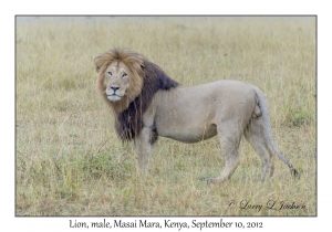 Lion, male