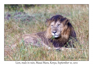 Lion, male in rain