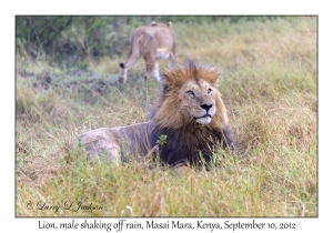 Lion, male shaking off rain