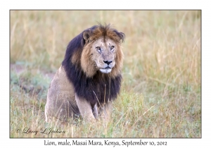 Lion, male