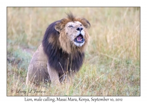 Lion, male