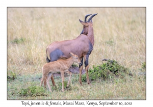 Topi, juvenile & female