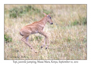 Topi, juvenile