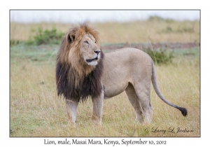 Lion, male