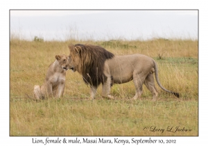 Lions, female & male