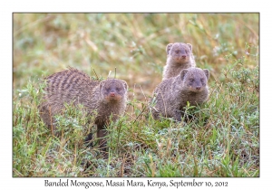 Banded Mongoose