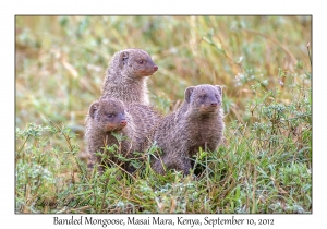 Banded Mongoose