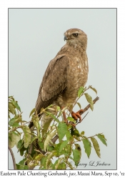 Eastern Pale Chanting Goshawk, juvenile or immature