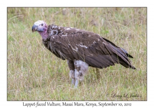 Lappet-faced Vulture