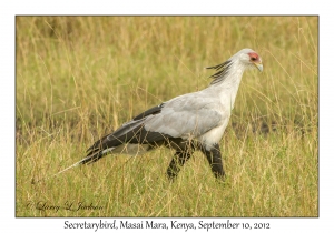 Secretarybird