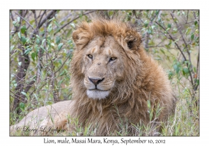 Lion, male