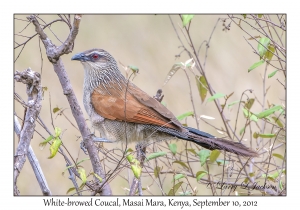 White-browed Coucal