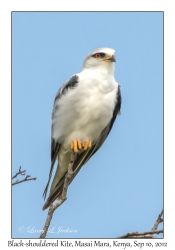 Black-shouldered Kite