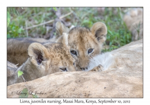 Lions, juveniles nursing