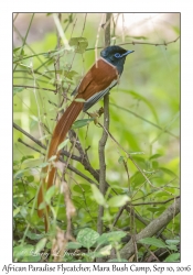 African Paradise Flycatcher, male