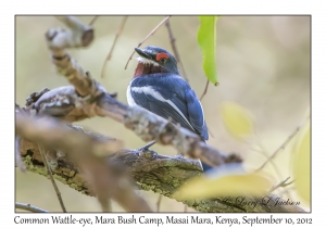 Common Wattle-eye