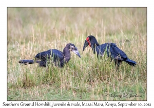 Southern Ground Hornbill, juvenile & male