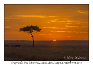 Shepherd's Tree & Sunrise