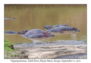 Hippopotamus