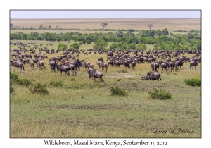 Wildebeest