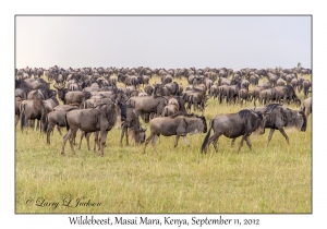 Wildebeest