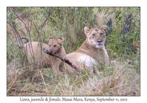 Lions, juvenile & female