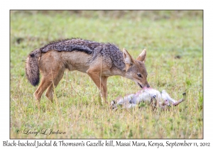 Black-backed Jackal & Thomson's Gazelle kill