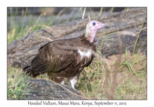 Hooded Vulture