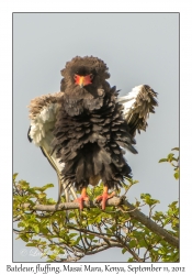 Bateleur, fluffing