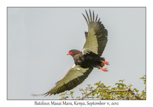 Bateleur