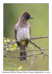 Common Bulbul